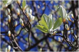new leaves and flower buds on a tree