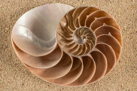 nautilusshell