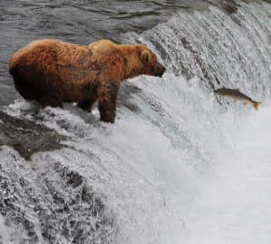 Alaska Bear Salmon Catch