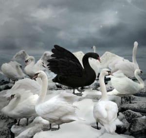 whiteandblackswans