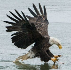 eaglefishingsquared