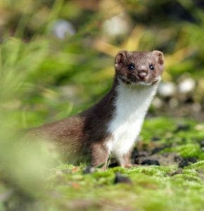 wildweasel