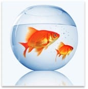 two gold fish in a bowl